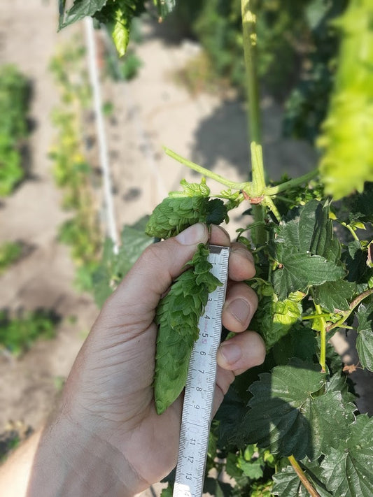 Magnum hops, end of August.