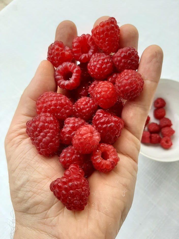 A craft brewer has got to love his garden!