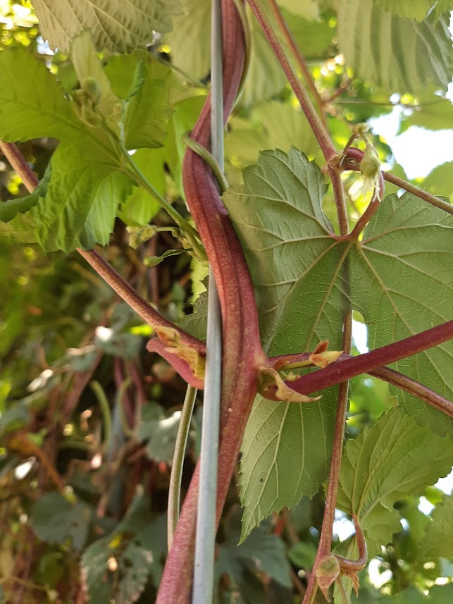Our Target hops are flourishing and flowering