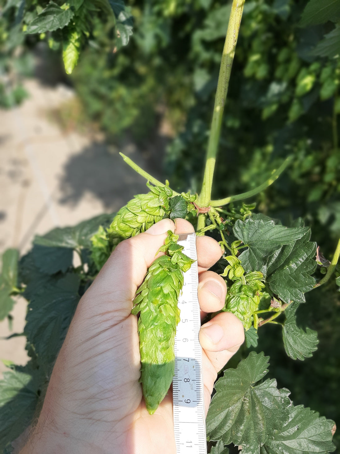 Het hopseizoen 2025 is goed uit de startblokken!