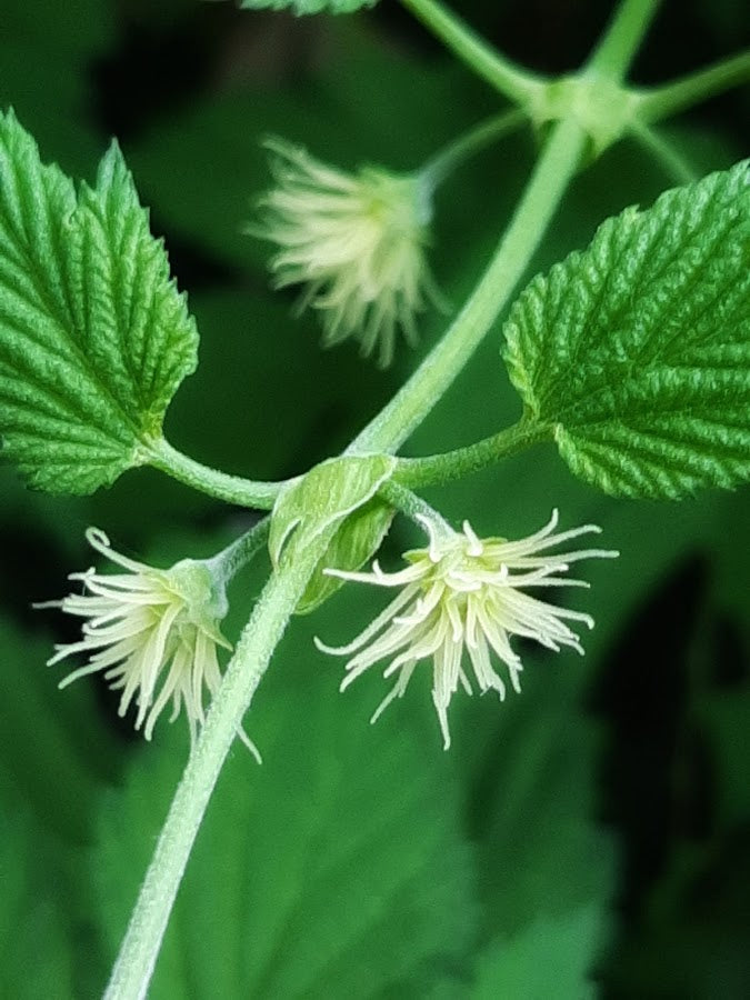 Flowering hops in August