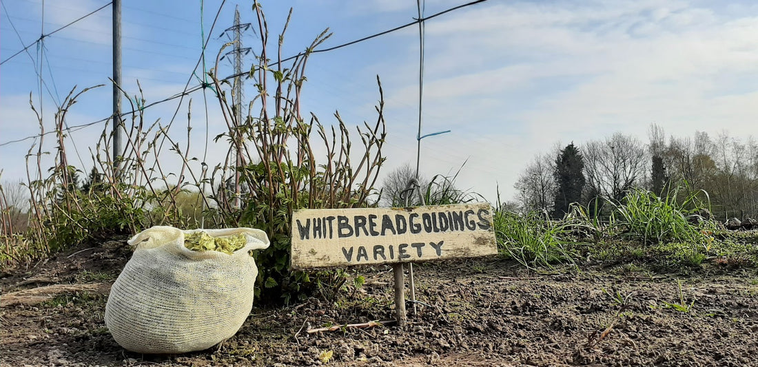 Paasbrouw Kamil Meidreef