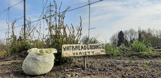 Paasbrouw Kamil Meidreef