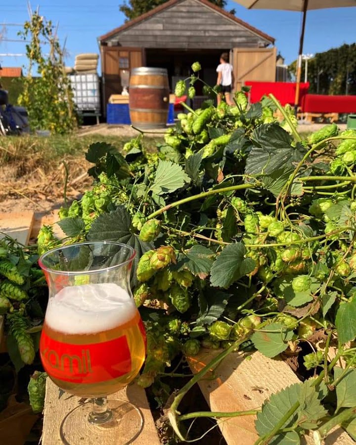 Hops 2020 in pictures