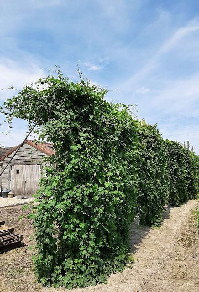 Cascade van Begeerte