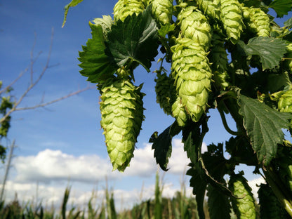 Cascade van Begeerte