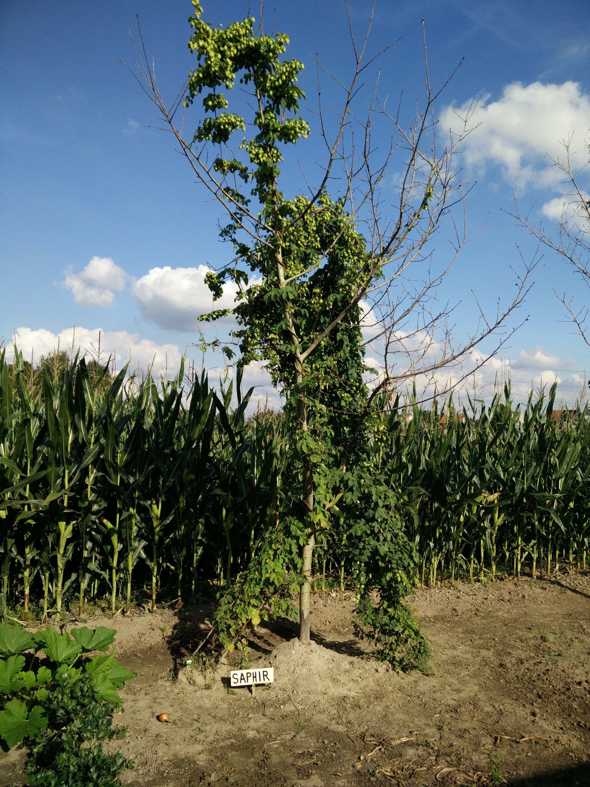 Saphir